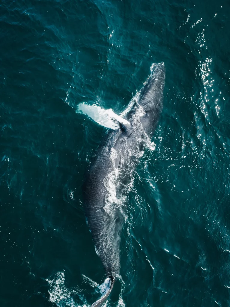Walvis in de zee van IJsland