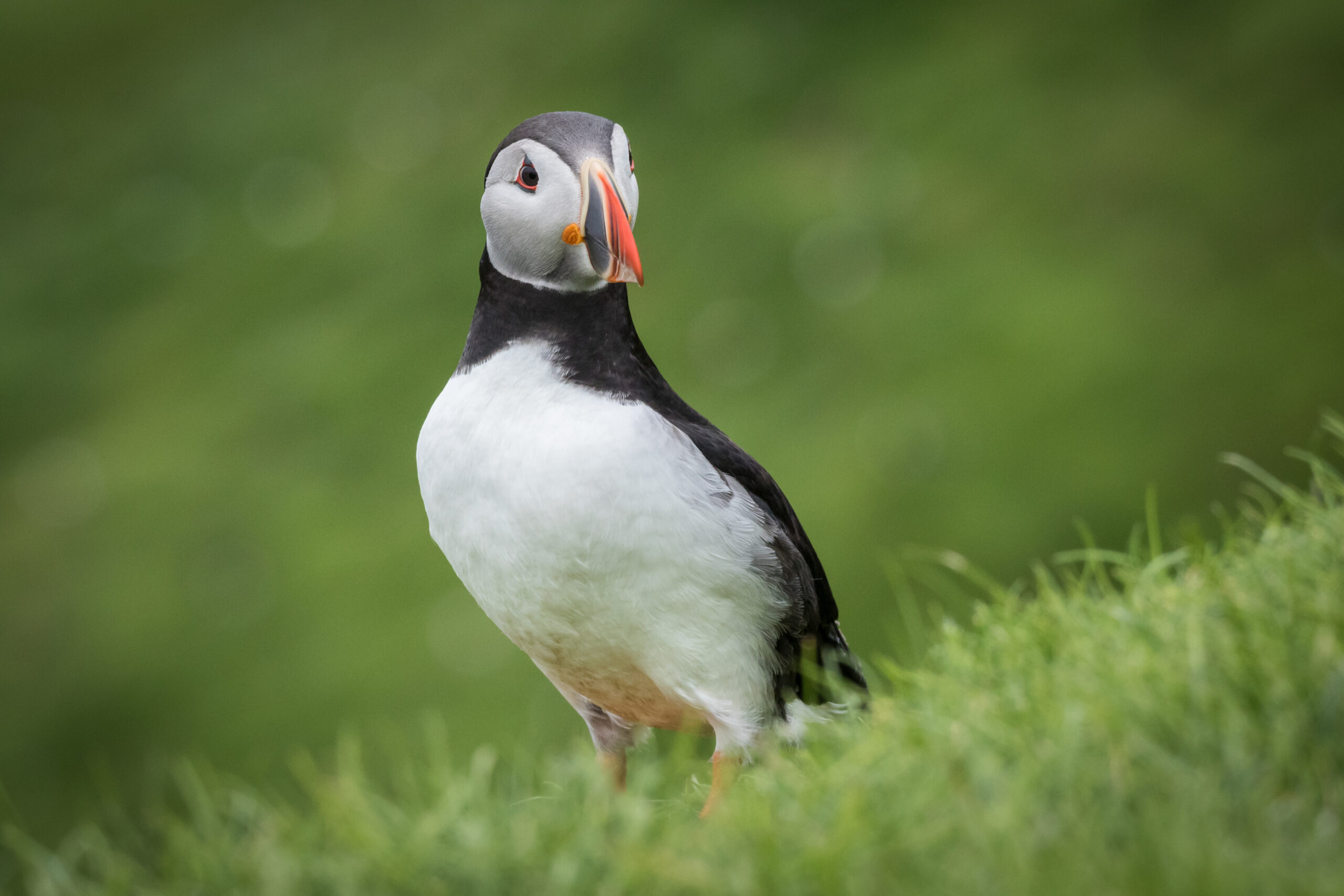 Faeröer Eilanden Puffin Mykines