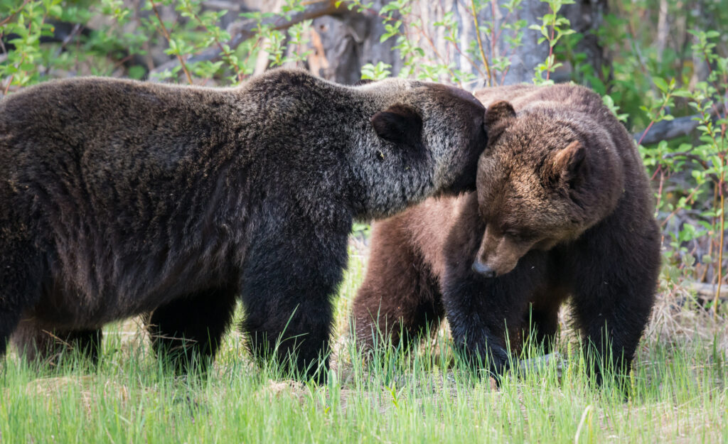 Grizzlyberen spotten tijdens een reis door West-Canada
