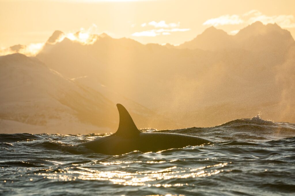 walvisexcursie Noorwegen
