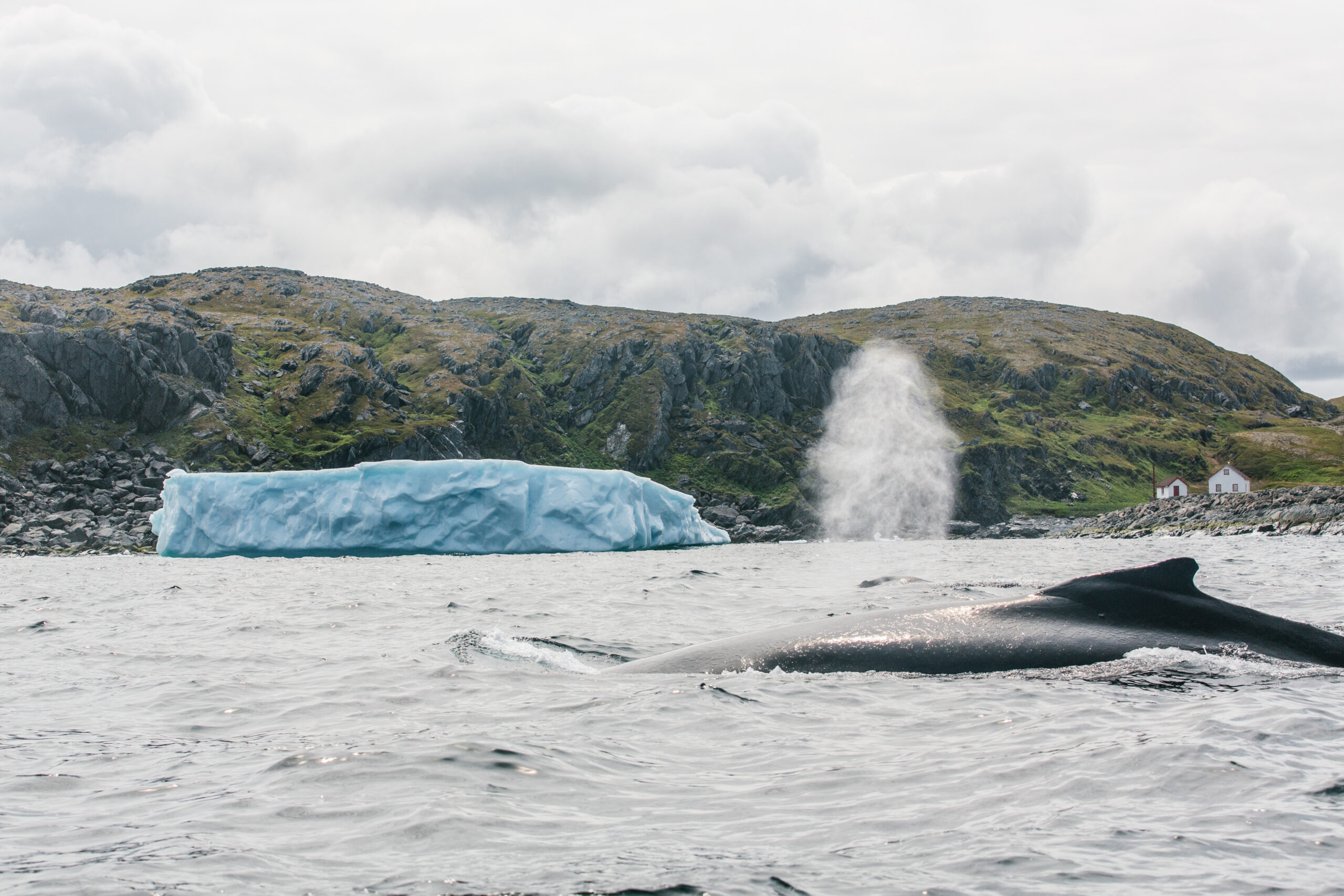 Walvissen in de zee van Newfoundland in Iceberg Alley