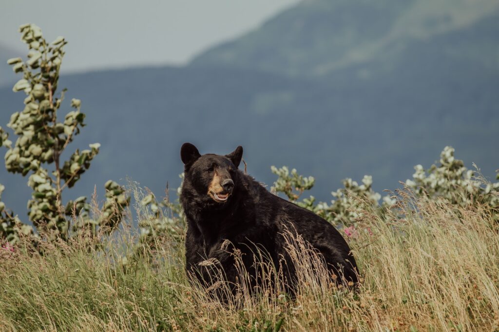 Bijnamen van Alaska