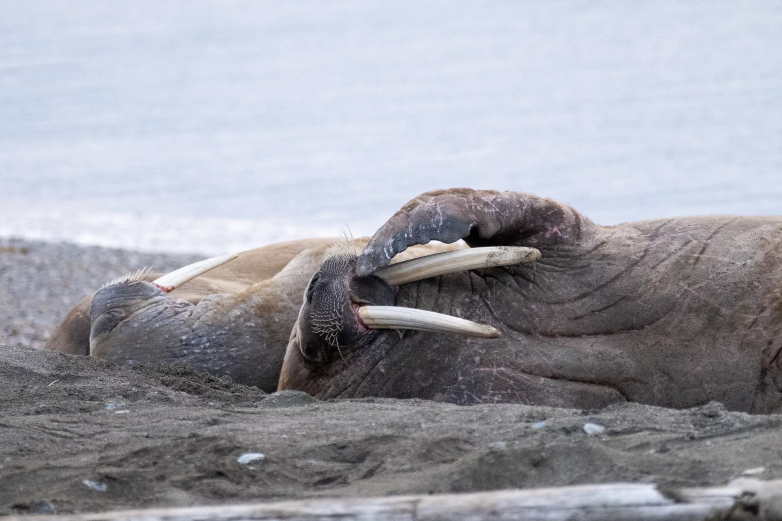 Walrussen in Spitsbergen