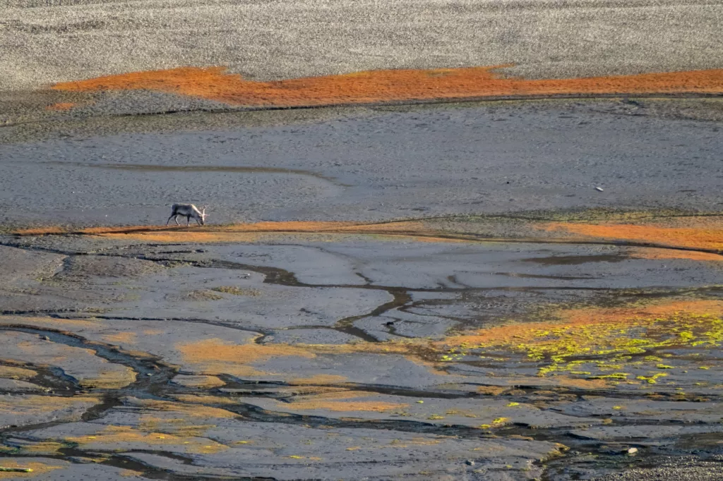 Rendier op Spitsbergen