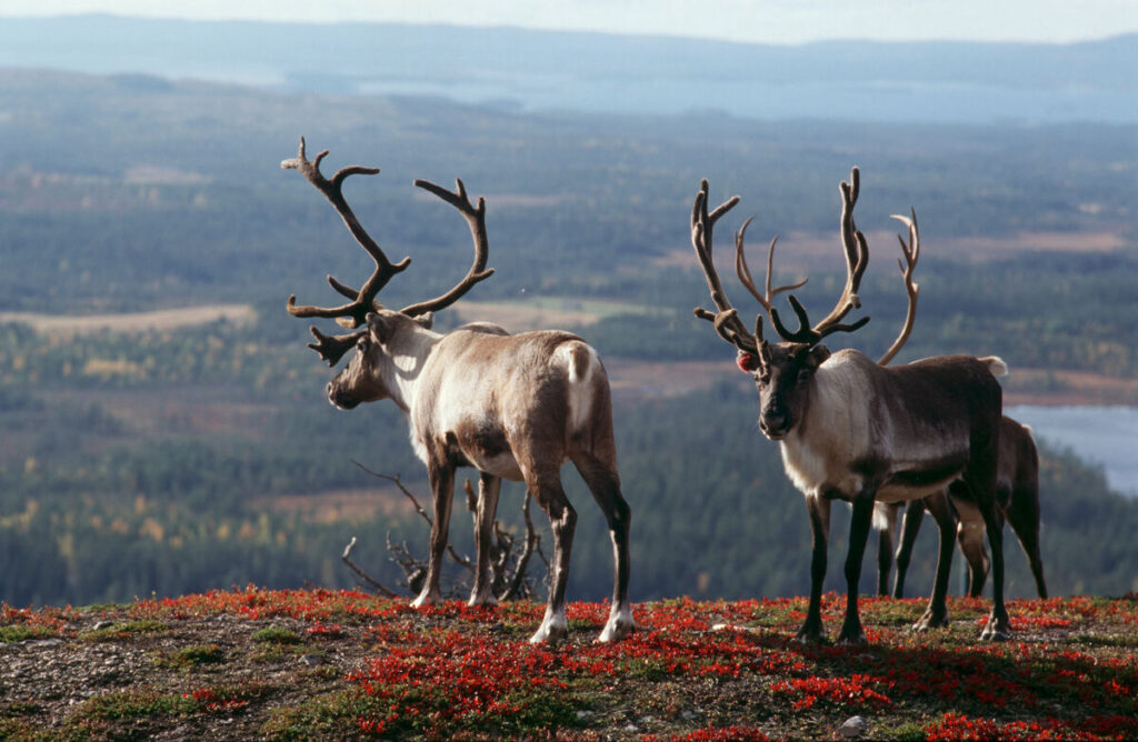Rendieren Finland