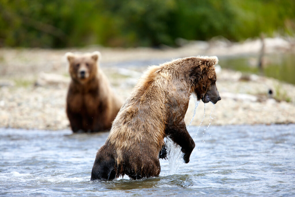 Katmai nationaal Park