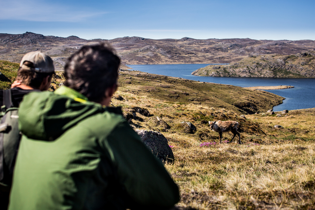 Hikers spotten een rendier en meer wildlife in Kangerlussuaq in Groenland