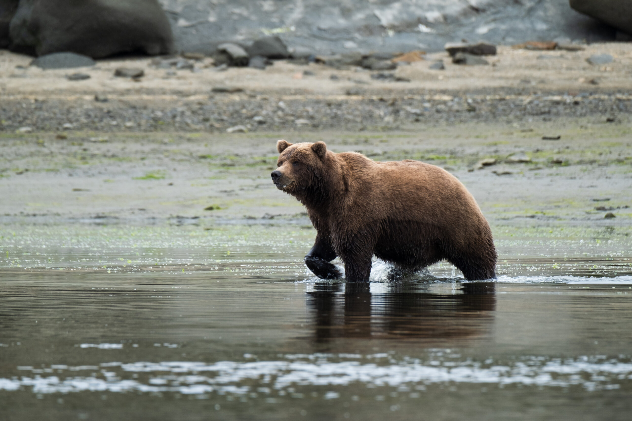 Alaska Katmai beer in het wild spotten