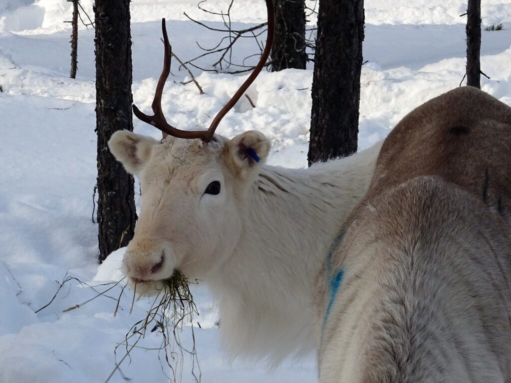 Groepsreizen naar Lapland in de winter