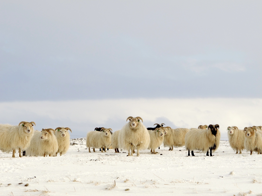 Schapen op IJsland