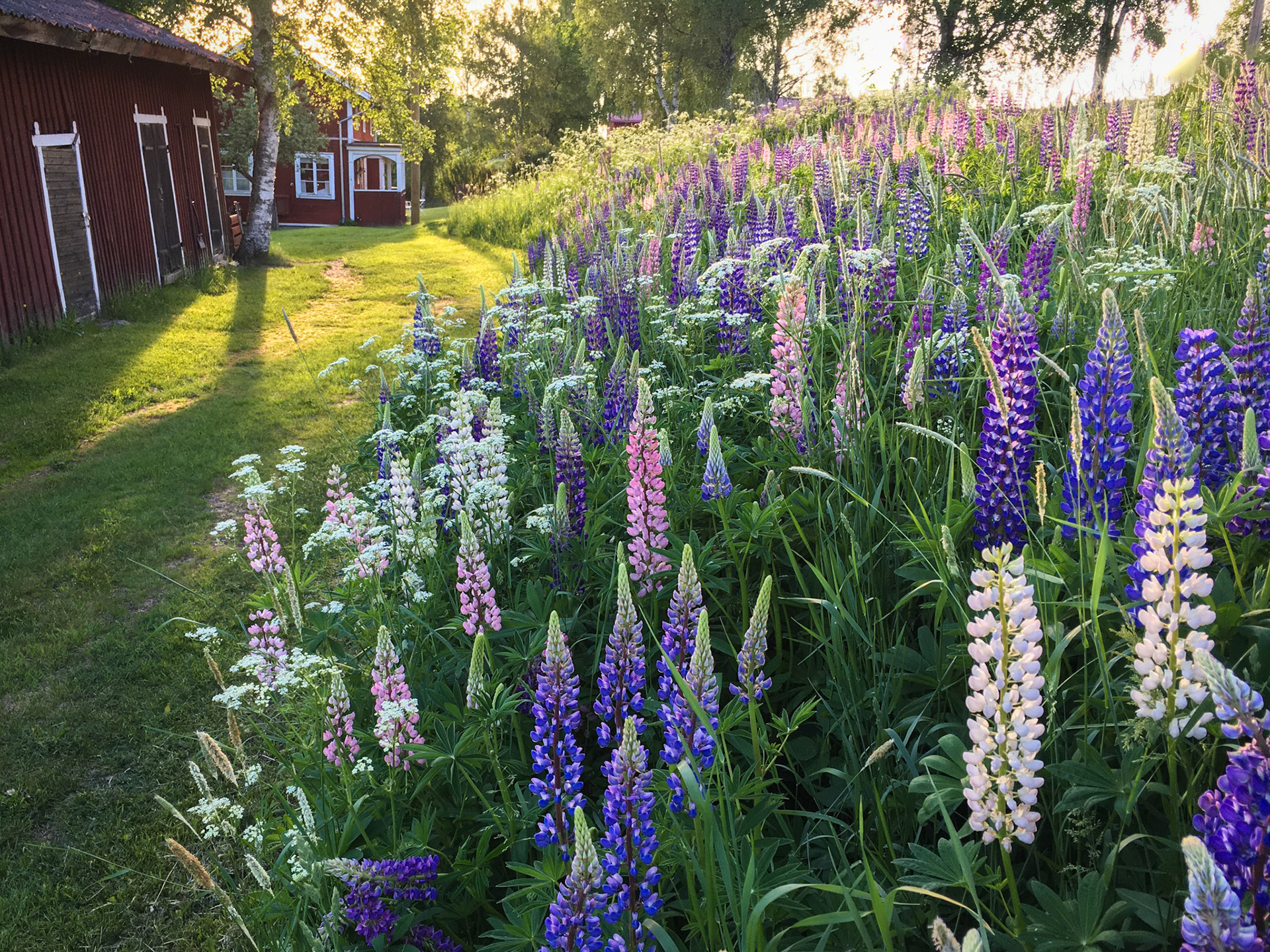 Natuur Zweden