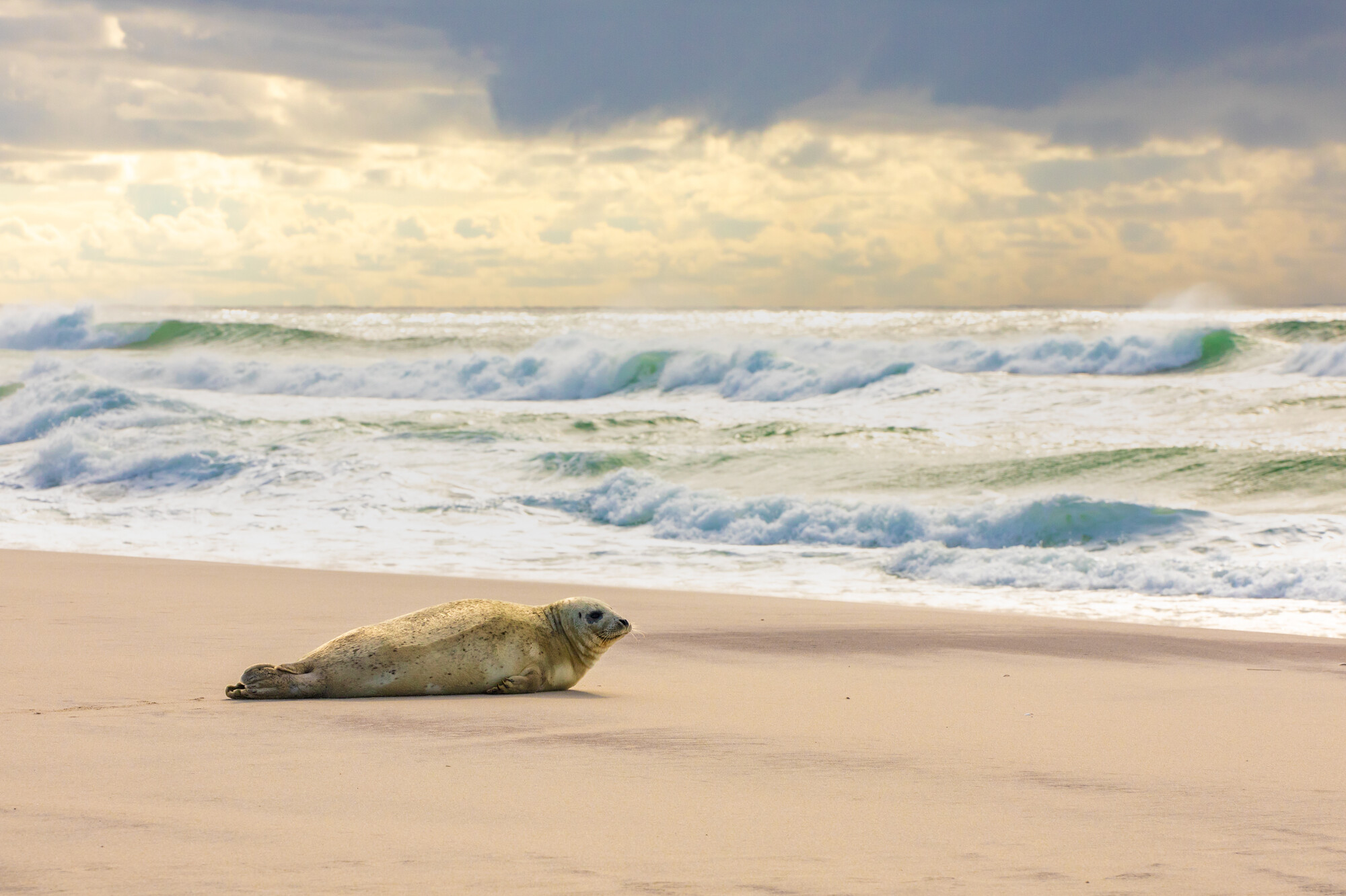 Sable Island zeehond Nova Scotia Wildlife
