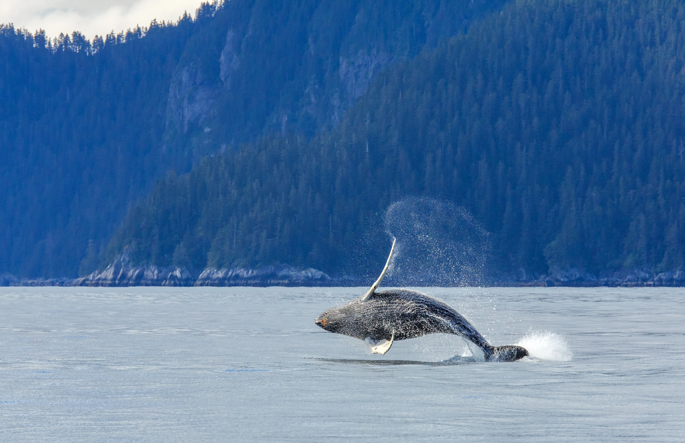 Walvis Alaska Kenai Fjords National Park