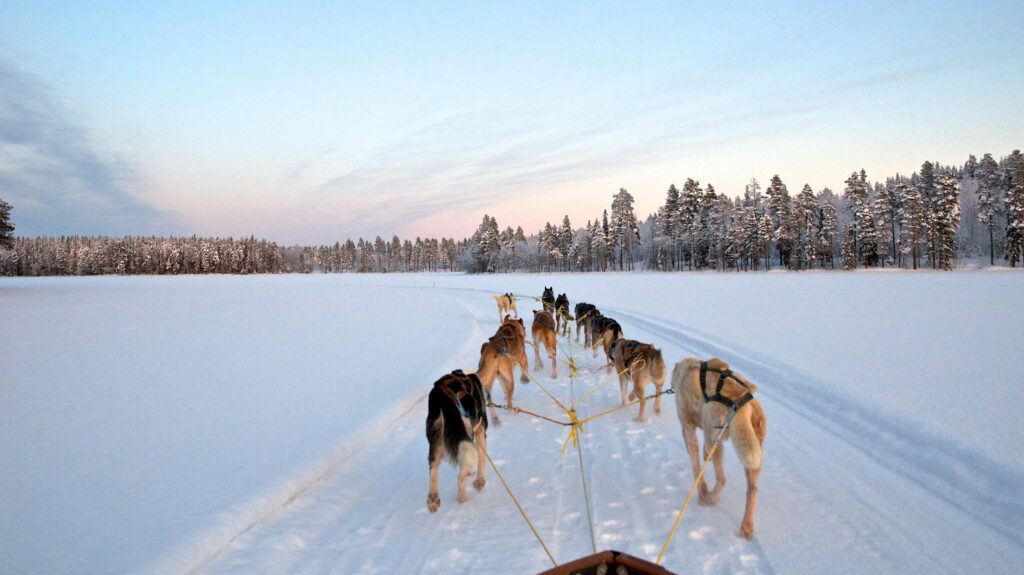 Huskytocht in Zweeds Lapland