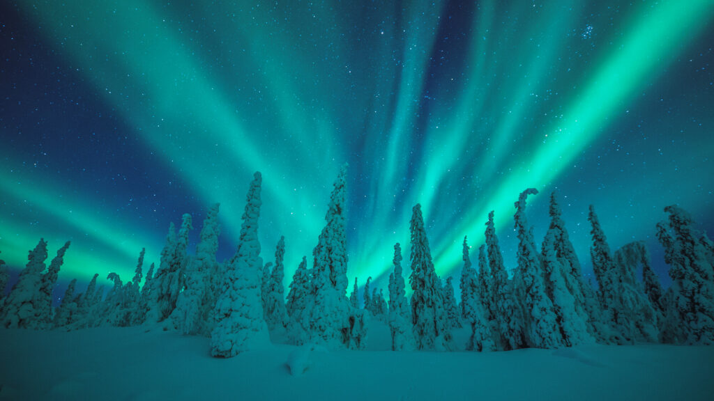 Het noorderlicht boven de besneeuwde bomen van Lapland