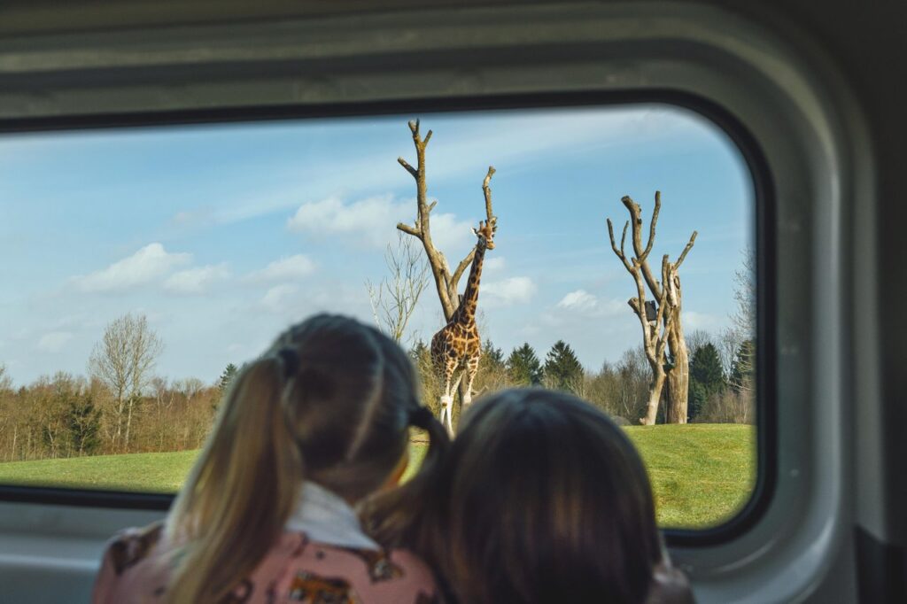 Kinderen kijken vanuit een safarivoertuig naar een giraffe in Givskud Zoo